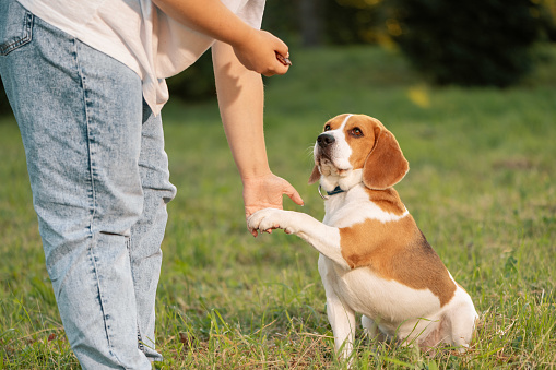 Pet owner holding dog paw in hand in outdoors