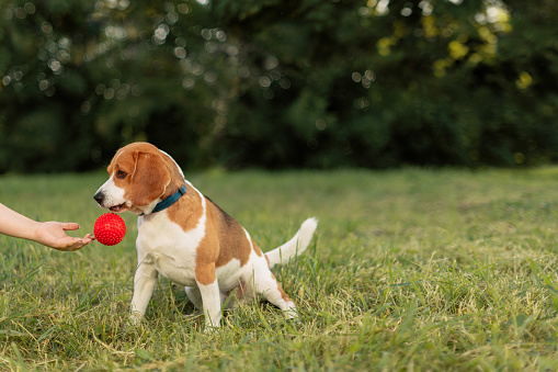 Playful dog giving up red ball past female hand in outdoors