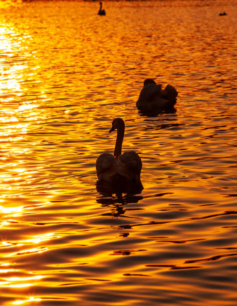 istock White swans floating in the lake during sunset 1413191948