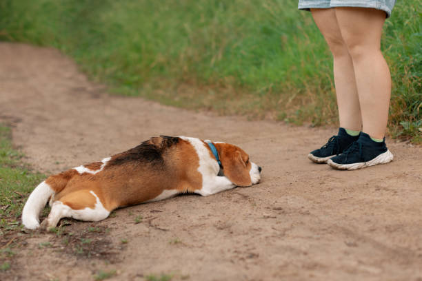 sad weary dog lying at teenager legs on dirt road - unwillingness imagens e fotografias de stock