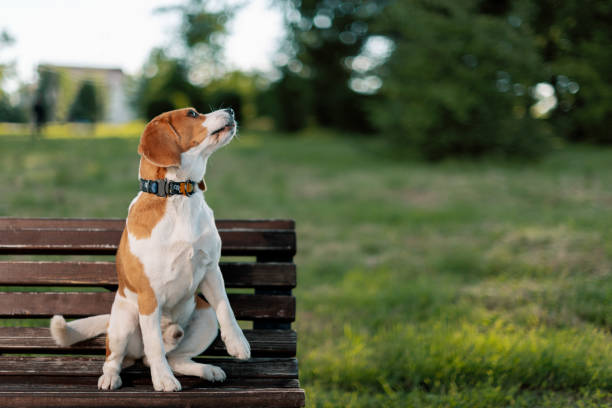 Free Stock Photo of Dog Sitting on a Bench | Download Free Images and ...