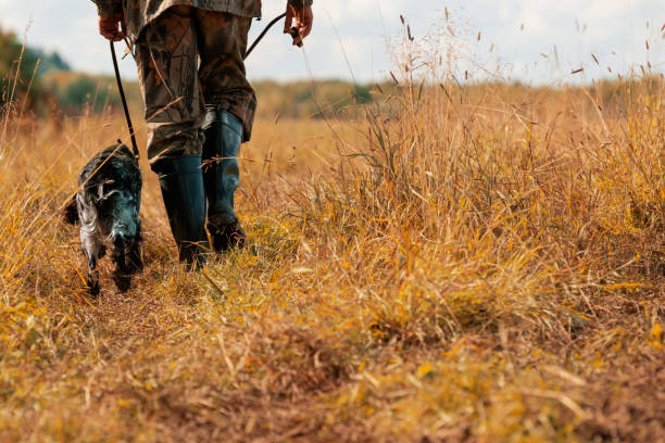 cazador y perro paseando sobre hierba en el campo, vista trasera - cazador fotografías e imágenes de stock