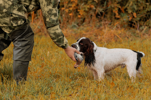 Hunting dog giving woodcock to hunter in field, side view. Man taking wildfowl from spaniel mouth in rural