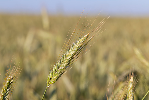 An agricultural field where ripening cereals grow , a wheat field with unripe wheat in summer