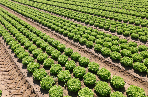 tufts of fresh green lettuce grown in the field with biological techniques without the use of harmful chemical fertilizers and anticryptograms