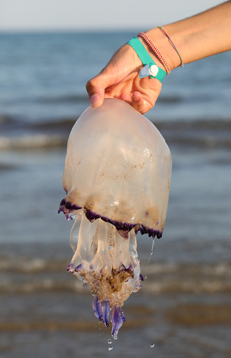 hand holding dead jellyfish by the sea in summer