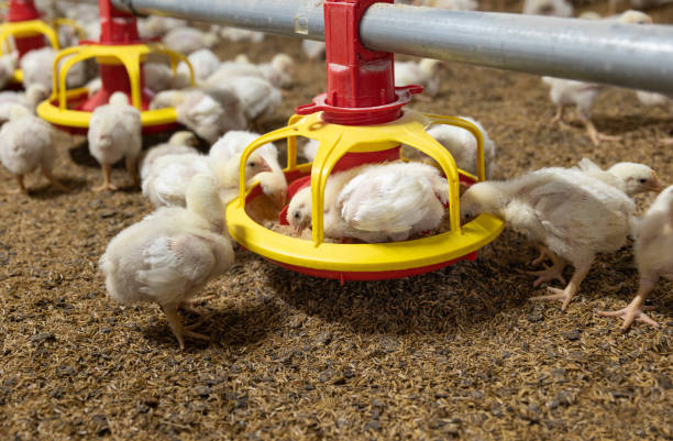 istock Chicken automatic feeding in close farm, temperature and light control , Thailand. 1413193097