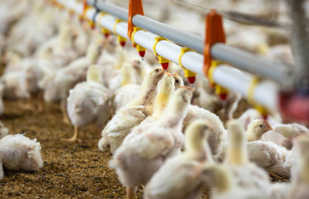 istock Chickens are drinking water in close farm, temperature and light control , Thailand. 1413193103