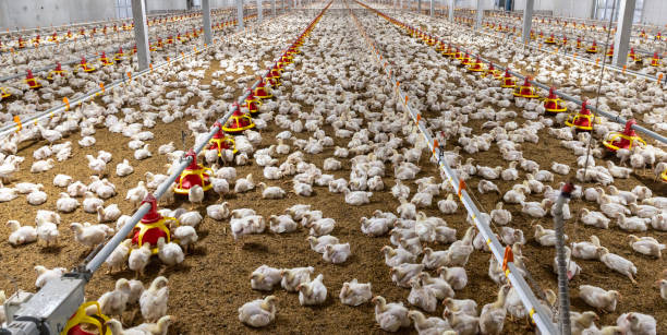 istock Chicken automatic feeding in close farm, temperature and light control , Thailand. 1413193107