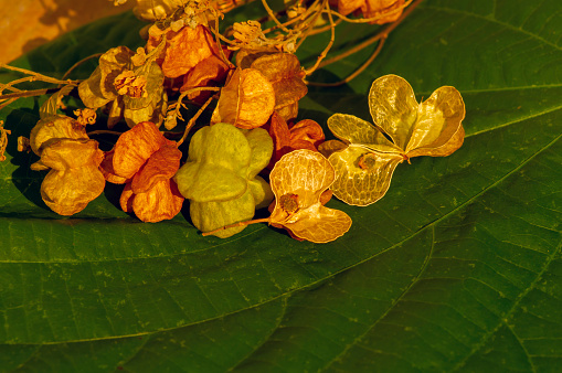 Tahongai, guest tree (Kleinhovia hospita), known as Timoho (Java, Indonesia) flowers young and old seeds.