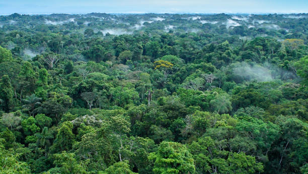 bellissimo paesaggio della foresta amazzonica, parco nazionale yasuni, ecuador - tropical rainforest travel beauty in nature environment foto e immagini stock