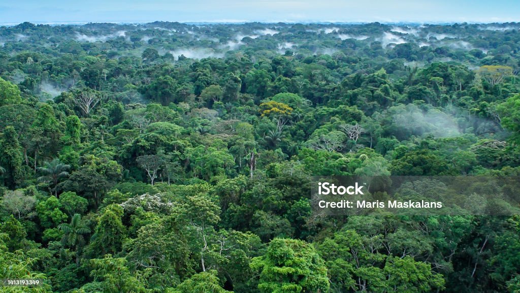 Beautiful landscape of the amazon rainforest, Yasuni National Park, Ecuador Beautiful landscape of the amazon rainforest, Yasuni National Park, Ecuador. High quality photo Amazon Rainforest Stock Photo