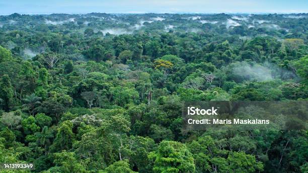 Beautiful Landscape Of The Amazon Rainforest Yasuni National Park Ecuador Stock Photo - Download Image Now