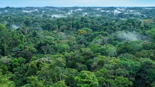 beautiful landscape of the amazon rainforest, yasuni national park, ecuador - biodiversity imagens e fotografias de stock