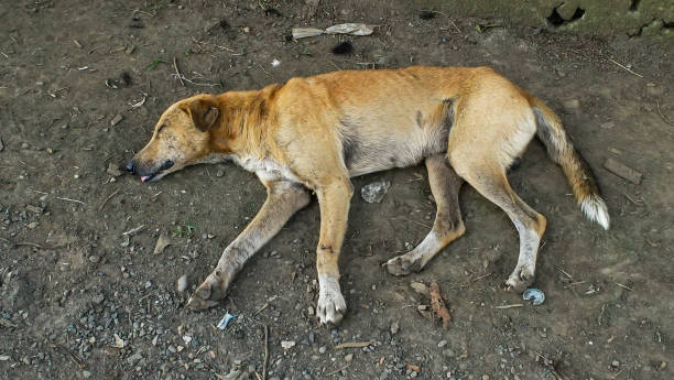 un chien sans-abri sale dort dans une rue bleue en équateur. - dog street loneliness solitude photos et images de collection