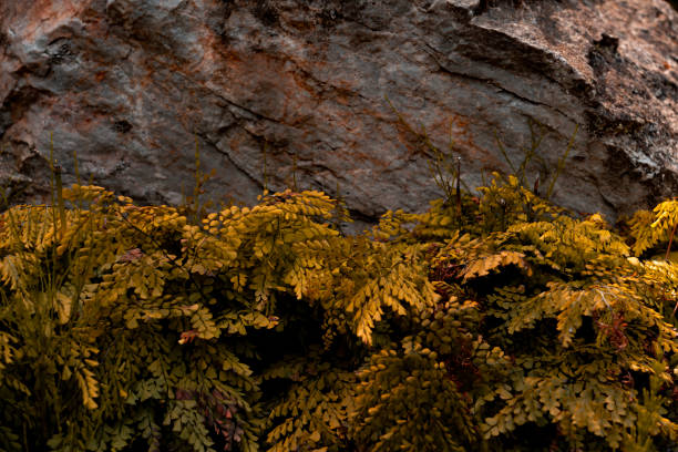 A stone wall growing in front of a yellow leaf plant