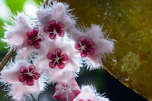 A close-up shot of blooming hoya blossoms in the morning