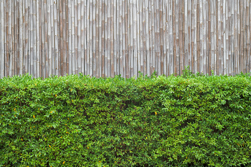 Green tree wall background
