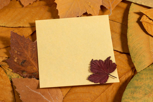 istock Autumn dry yellow leaves background. 1413195359