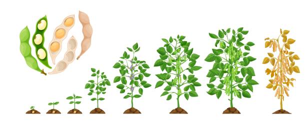 Soy growth stages, soybean vegetable plant growing Soy growth stages, soybean vegetable plant grow cycle, vector seedling phases. Soy beans growing process from seed in soil to sprout, garden and agriculture, vegetables crop and farm harvest plantation stock illustrations