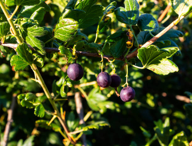 amadurecimento groselha negra em um arbusto à luz do sol - gooseberry bush fruit food - fotografias e filmes do acervo