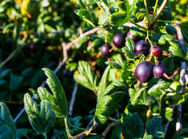 amadurecimento groselha negra em um arbusto à luz do sol - gooseberry fruit green sweet food - fotografias e filmes do acervo