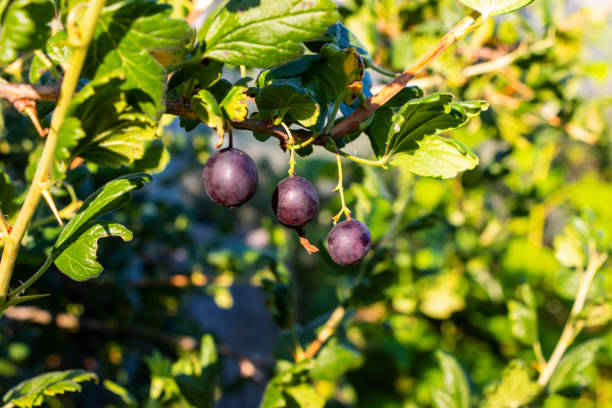 amadurecimento groselha negra em um arbusto à luz do sol - gooseberry fruit green sweet food - fotografias e filmes do acervo
