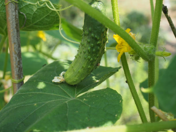istock cucumber vegetables food 1413196520
