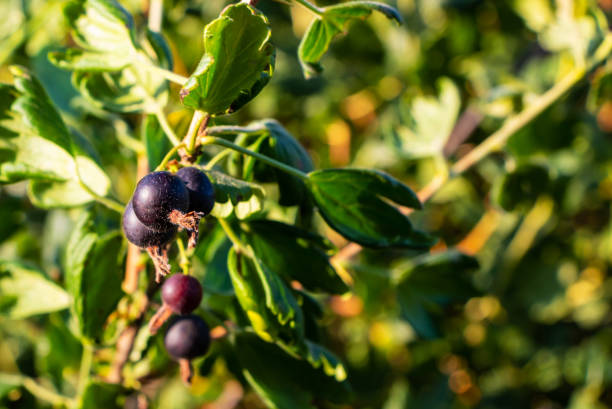 amadurecimento groselha negra em um arbusto à luz do sol - gooseberry fruit green sweet food - fotografias e filmes do acervo