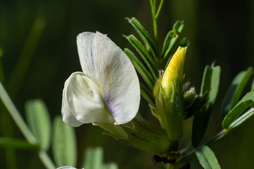 Vicia barbazitae, Vicia laeta, Fabaceae. Wild plant shot in spring.