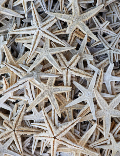 istock close-up dried sea stars background 1413198125