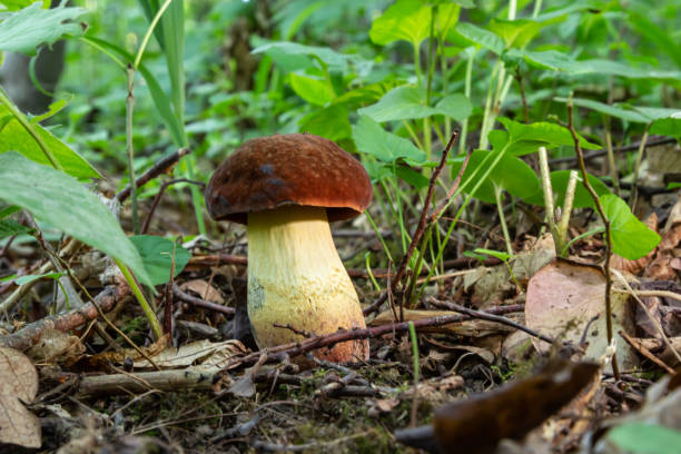 beispiel von bay bolete - imleria badia, syn.: boletus badius, xerocomus badius - boletus badius stock-fotos und bilder