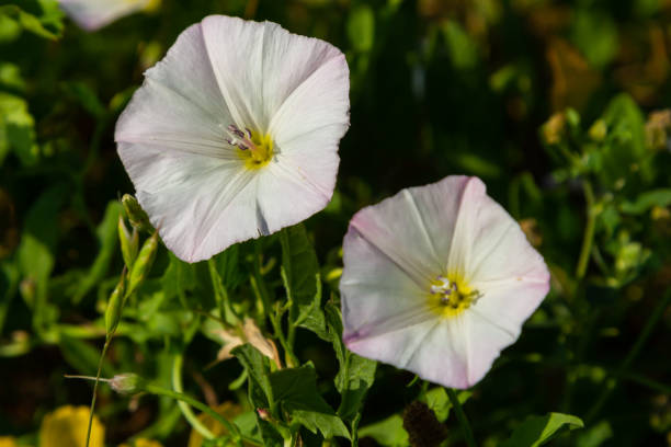 istock Field bindweed, Convolvulus arvensis European bindweed Creeping Jenny, Possession vine herbaceous perennial plant with open and closed white flowers surrounded with dense green leaves 1413198556