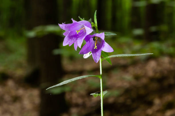istock Campanula trachelium blossoms on dark background. Summer forest 1413198682