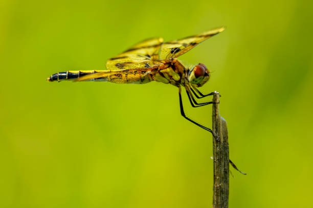 istock A female calico pennant perches on an old plant stalk. 1413198741