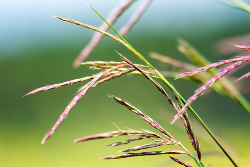 Softly focused image of prairie dropseed (grass family)