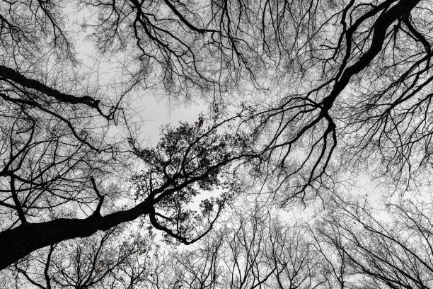 silhouetted bare treetops against autumn sky. - abstract autumn bare tree empty imagens e fotografias de stock