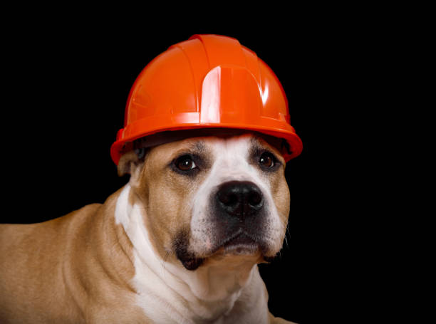 istock dog breed pit bull terrier in a construction helmet isolated on a black 1413199867