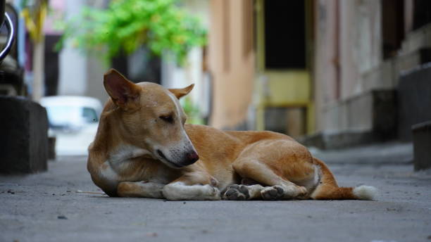 istock Dog waiting for food image 1413200117