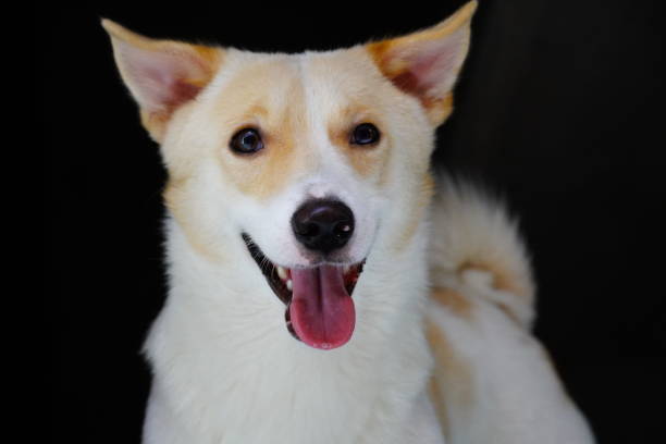 cute and Beautiful dog on black background