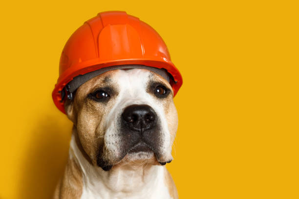 istock dog breed pit bull terrier in a construction helmet on a yellow 1413200137