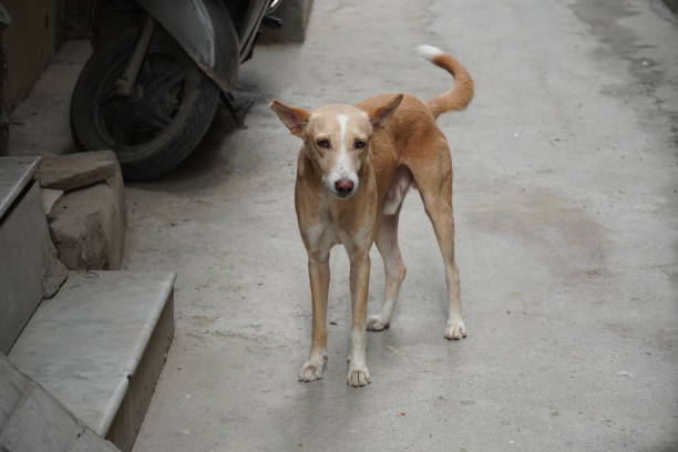 istock Dog waiting for food image 1413200756