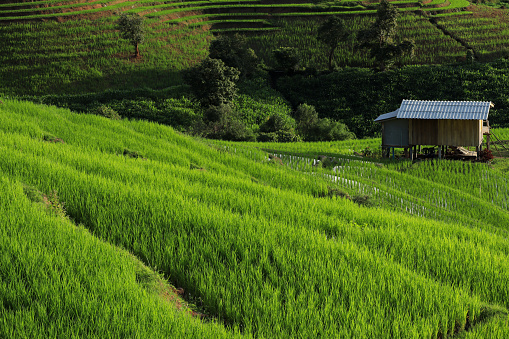 Wooden house beside Pa Bong Piang rice terraces. Rice fields on a hill with view of mount at Mae Chem of Chiang Mai in Thailand. selective focus, Nature background.