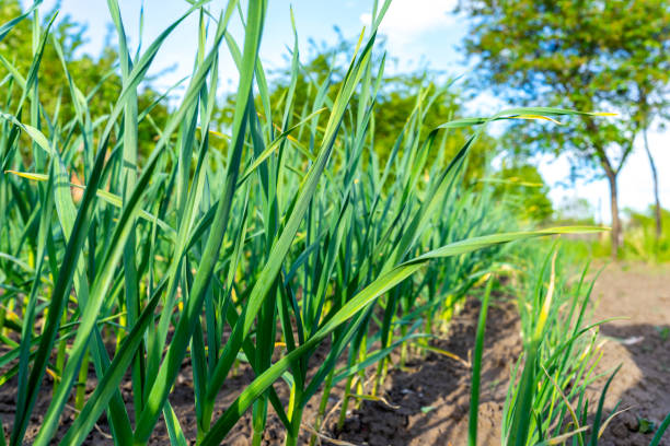 Green young shoots of garlic. Growing garlic in agriculture stock photo