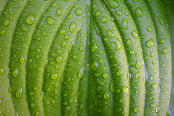 Green plant leaf with water drops after rain close-up stock photo