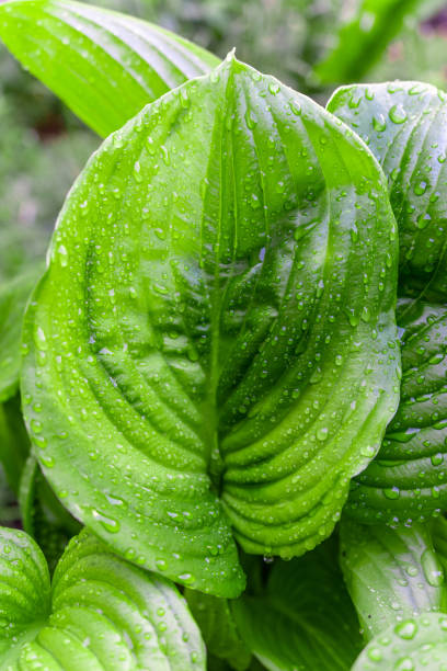 istock Green plant leaf with water drops after rain 1413201462