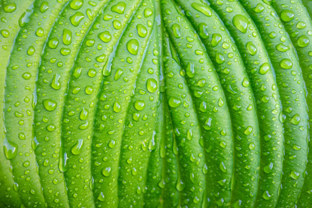 Green plant leaf with water drops after rain close-up stock photo