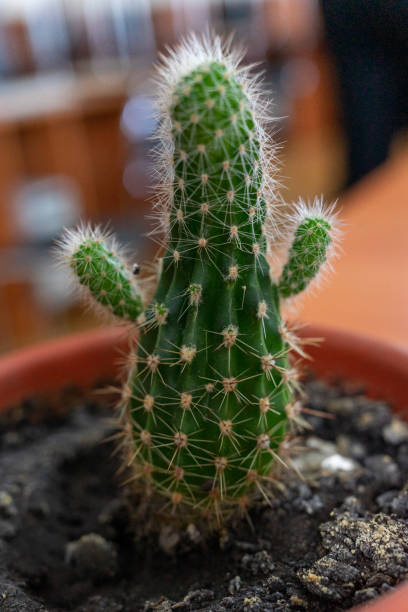 A small cactus in a brown pot looks like a person with raised arms stock photo