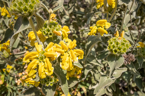 Jerusalem Sage (Phlomis fruticosa) at Rethymno Province  in Crete, Greece