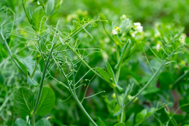 Close-up of sprouts and flowers of young peas. Selective focus stock photo